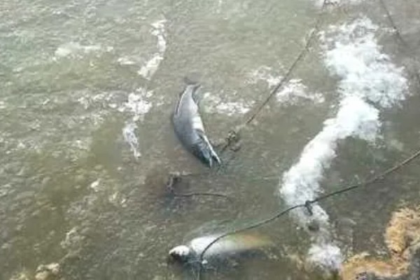 鱼被冻住会不会死亡，长时间被冻住会由于无法呼吸而致死