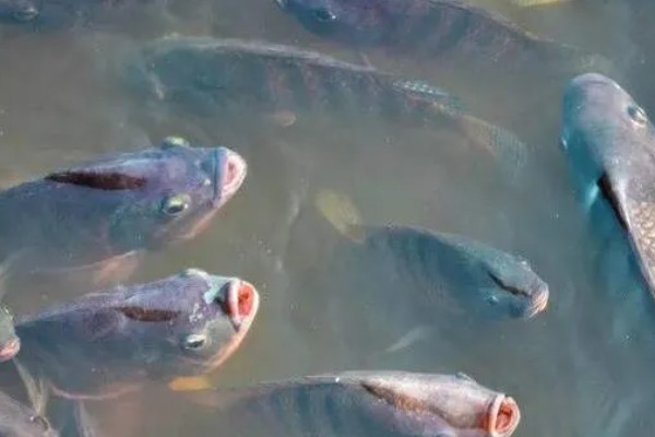 鱼被冻住会不会死亡，长时间被冻住会由于无法呼吸而致死