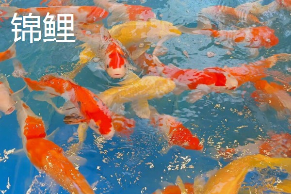 鱼被冻住会不会死亡，长时间被冻住会由于无法呼吸而致死