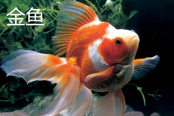 鱼被冻住会不会死亡，长时间被冻住会由于无法呼吸而致死