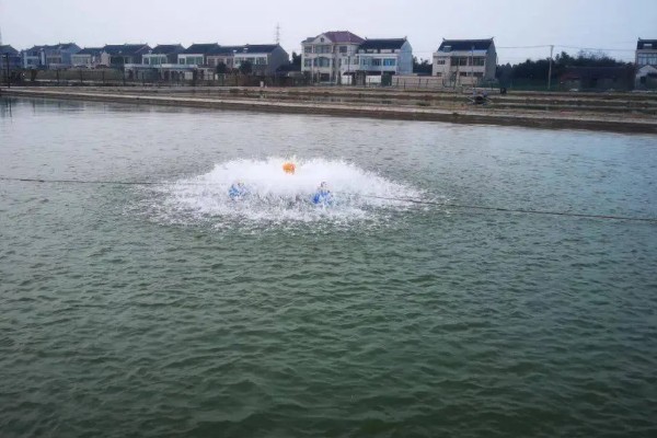 怎么养殖泥鳅，放苗的最佳时间为5月中期