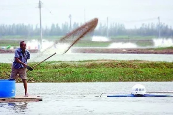怎么养殖泥鳅，放苗的最佳时间为5月中期