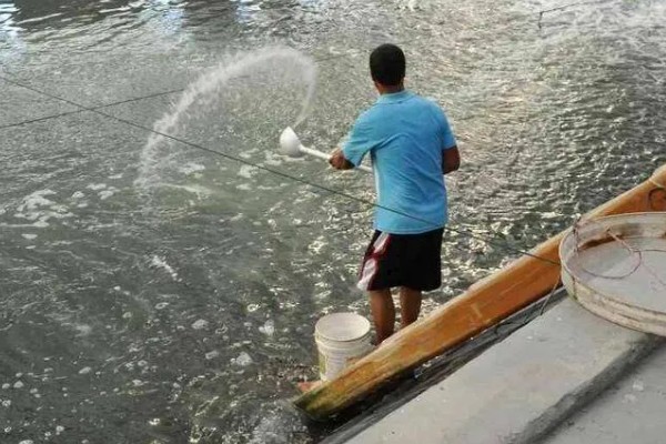 怎么养殖泥鳅，放苗的最佳时间为5月中期