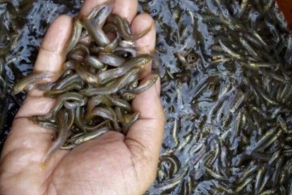 怎么养殖泥鳅，放苗的最佳时间为5月中期