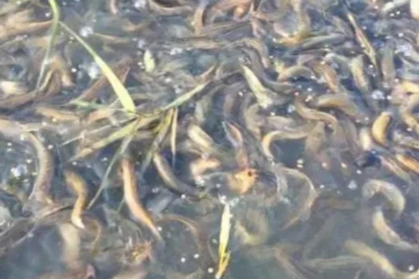 怎么养殖泥鳅，放苗的最佳时间为5月中期