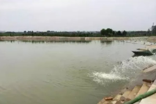 怎么养殖泥鳅，放苗的最佳时间为5月中期