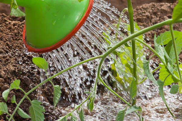 怎么预防秋番茄的四种生理性病害,不同病害的防治方法不同