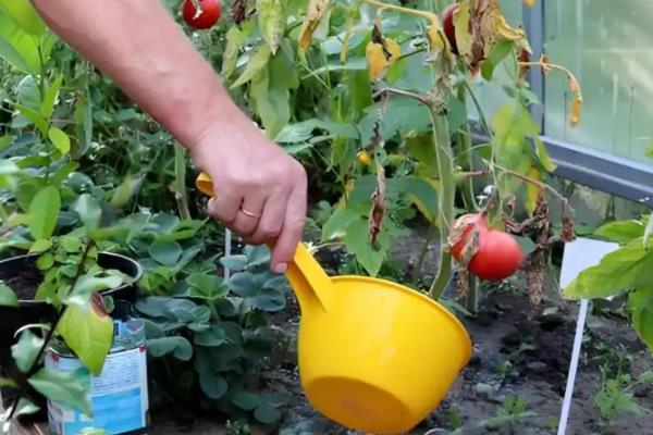 怎么预防秋番茄的四种生理性病害,不同病害的防治方法不同
