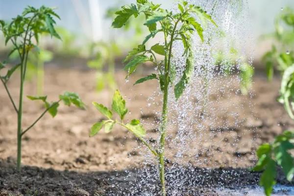 怎么预防秋番茄的四种生理性病害,不同病害的防治方法不同