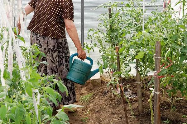 怎么预防秋番茄的四种生理性病害,不同病害的防治方法不同