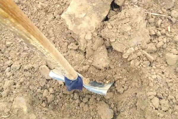 怎么预防秋番茄的四种生理性病害,不同病害的防治方法不同