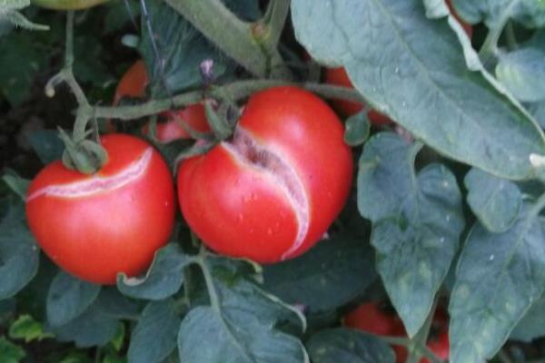 怎么预防秋番茄的四种生理性病害,不同病害的防治方法不同