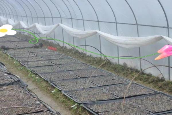 怎么预防秋番茄的四种生理性病害,不同病害的防治方法不同