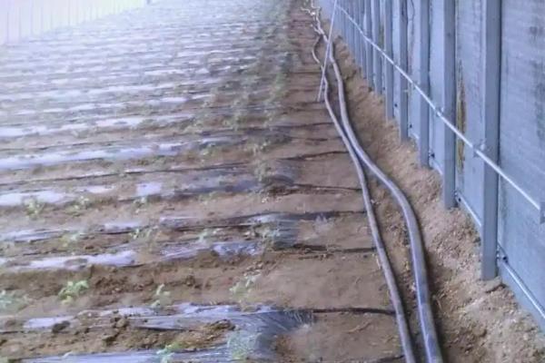 怎么预防秋番茄的四种生理性病害,不同病害的防治方法不同