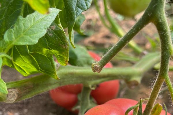 怎么预防秋番茄的四种生理性病害,不同病害的防治方法不同