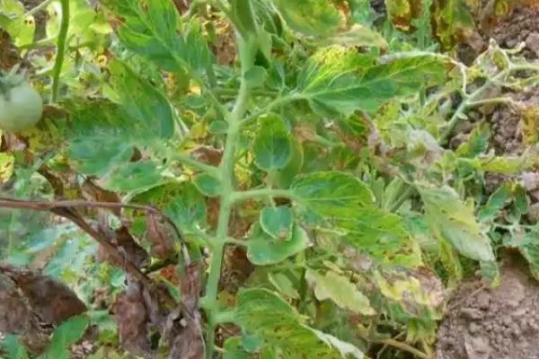 怎么预防秋番茄的四种生理性病害,不同病害的防治方法不同