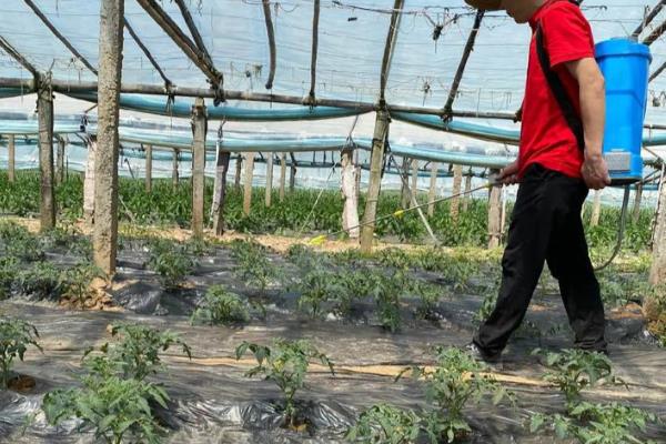 怎么预防秋番茄的四种生理性病害,不同病害的防治方法不同