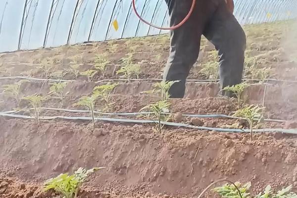 怎么预防秋番茄的四种生理性病害,不同病害的防治方法不同