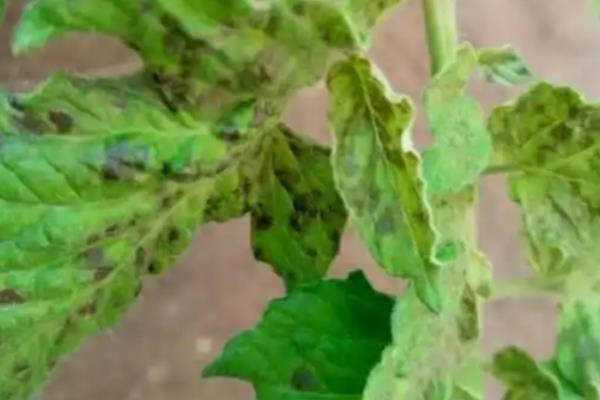 怎么预防秋番茄的四种生理性病害,不同病害的防治方法不同