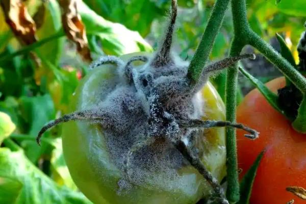 怎么预防秋番茄的四种生理性病害,不同病害的防治方法不同