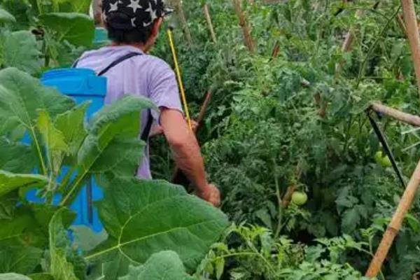 怎么预防秋番茄的四种生理性病害,不同病害的防治方法不同