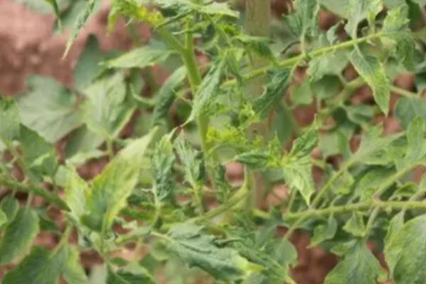怎么预防秋番茄的四种生理性病害,不同病害的防治方法不同