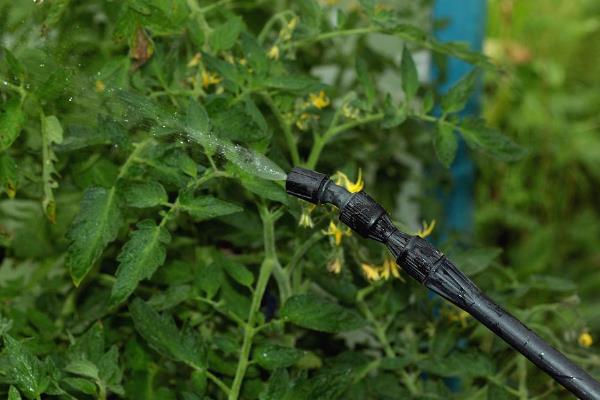 怎么预防秋番茄的四种生理性病害,不同病害的防治方法不同