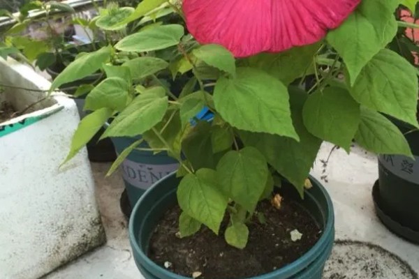 芙蓉葵有什么寓意，代表过早成熟的无奈之情