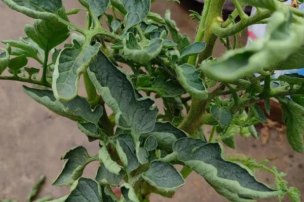 怎么预防秋番茄的四种生理性病害,不同病害的防治方法不同