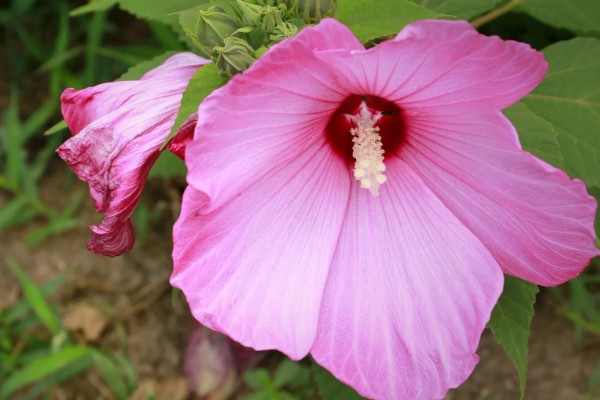 芙蓉葵有什么寓意，代表过早成熟的无奈之情