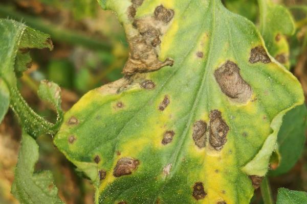 怎么预防秋番茄的四种生理性病害,不同病害的防治方法不同