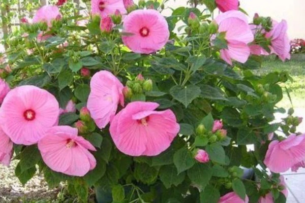 芙蓉葵有什么寓意，代表过早成熟的无奈之情