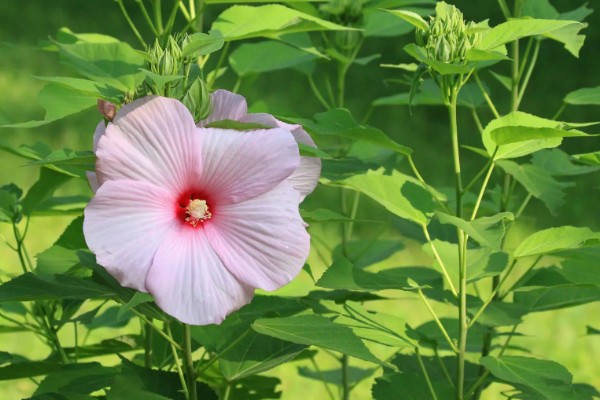 芙蓉葵有什么寓意，代表过早成熟的无奈之情