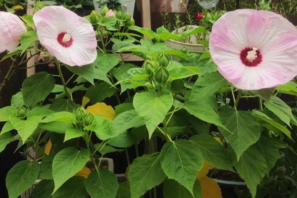 芙蓉葵有什么寓意，代表过早成熟的无奈之情