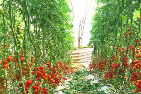 怎么预防秋番茄的四种生理性病害,不同病害的防治方法不同