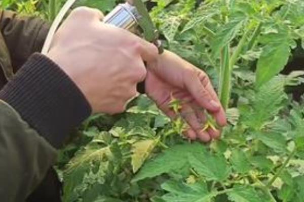 怎么预防秋番茄的四种生理性病害,不同病害的防治方法不同