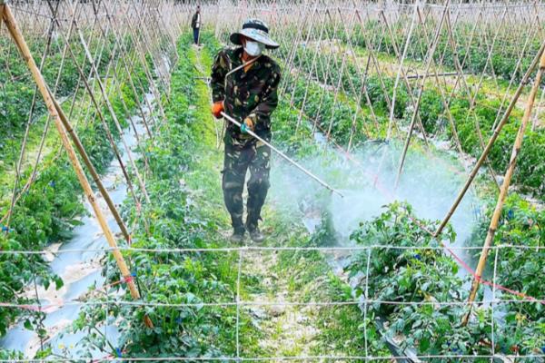 怎么预防秋番茄的四种生理性病害,不同病害的防治方法不同