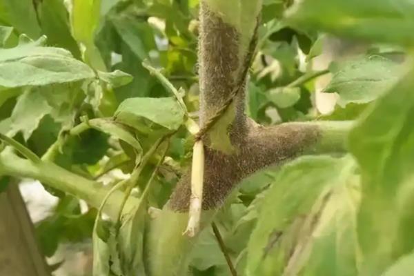 怎么预防秋番茄的四种生理性病害,不同病害的防治方法不同