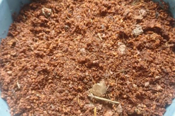 新鲜勿忘我如何干养，选择透明的容器插瓶