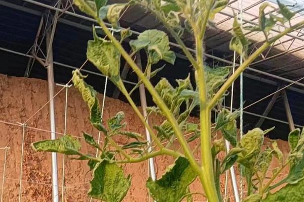 怎么预防秋番茄的四种生理性病害,不同病害的防治方法不同