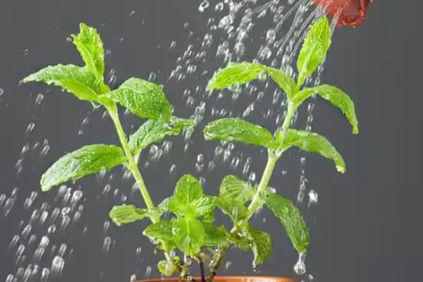 新鲜勿忘我如何干养，选择透明的容器插瓶