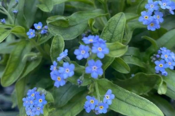 新鲜勿忘我如何干养，选择透明的容器插瓶