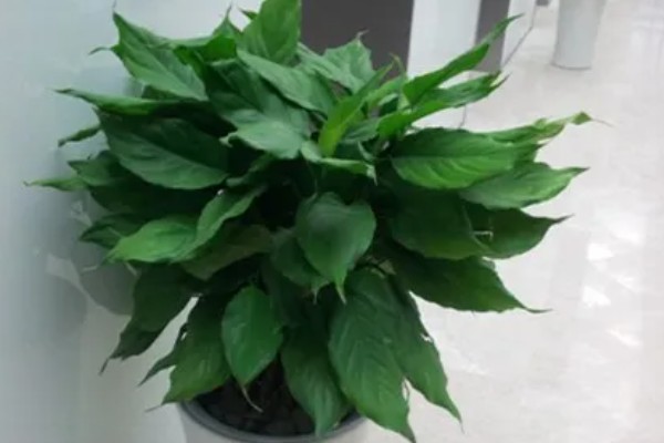 万年青有没有毒，茎部和叶片含有毒素