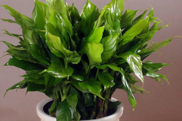 万年青有没有毒，茎部和叶片含有毒素