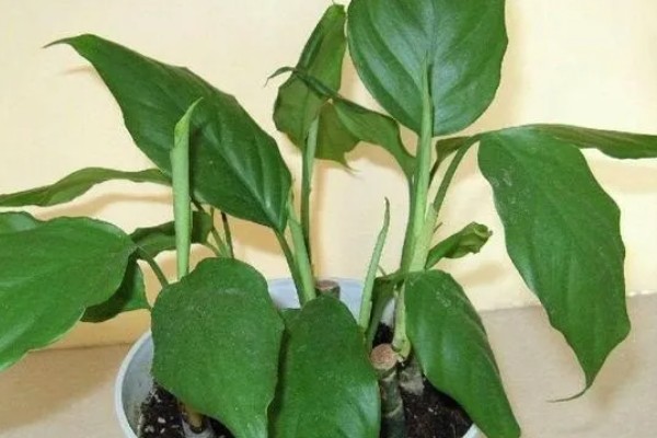 万年青有没有毒，茎部和叶片含有毒素