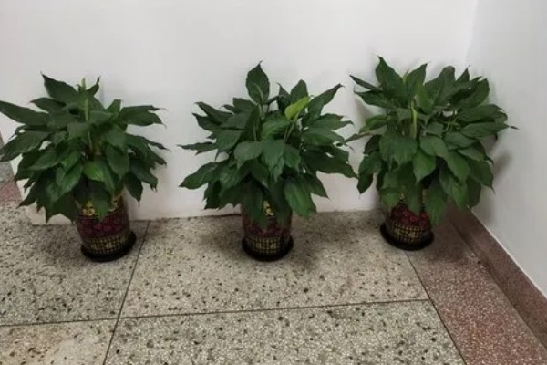 万年青有没有毒，茎部和叶片含有毒素