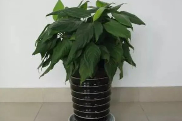 万年青有没有毒，茎部和叶片含有毒素