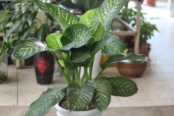 万年青有没有毒，茎部和叶片含有毒素