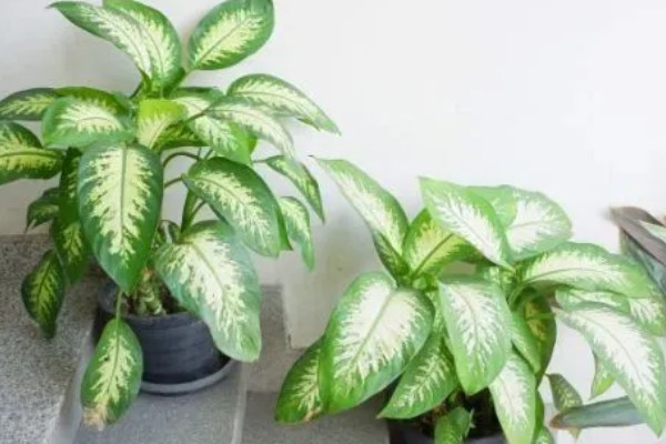 万年青有没有毒，茎部和叶片含有毒素