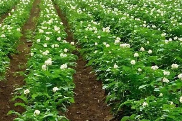 马铃薯为什么产量低,可能是种薯质量差、施肥不当等因素所致